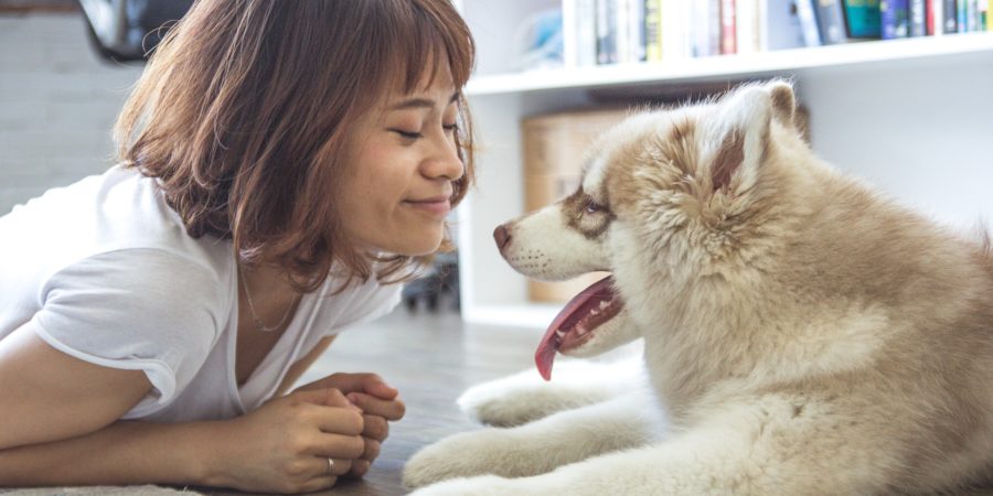 rencontre chien et bébé