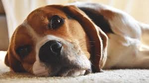 rencontre chien et bébé